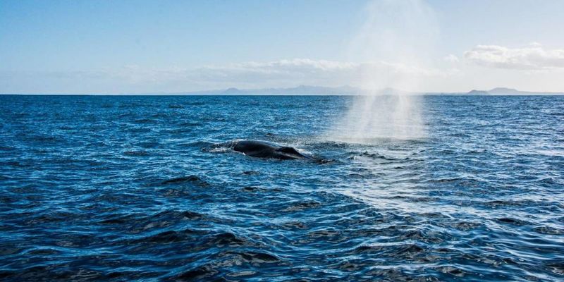 Md 800 brydes whale 1200x675 q70