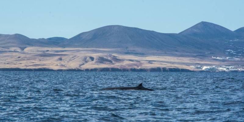 Md 800 whale watching 800x600 q70