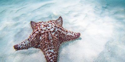 Puerto Aventuras, Quintana Roo, Mexico