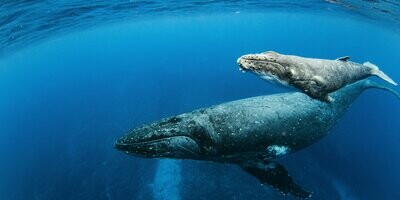 Dream big with BoatAffair's curated luxury yacht adventures 